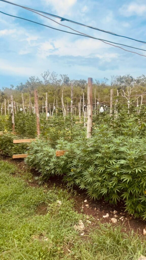 ganja