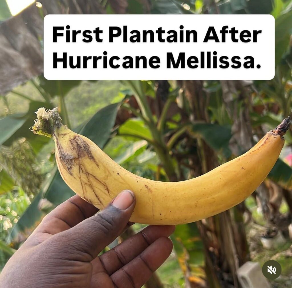 plantain